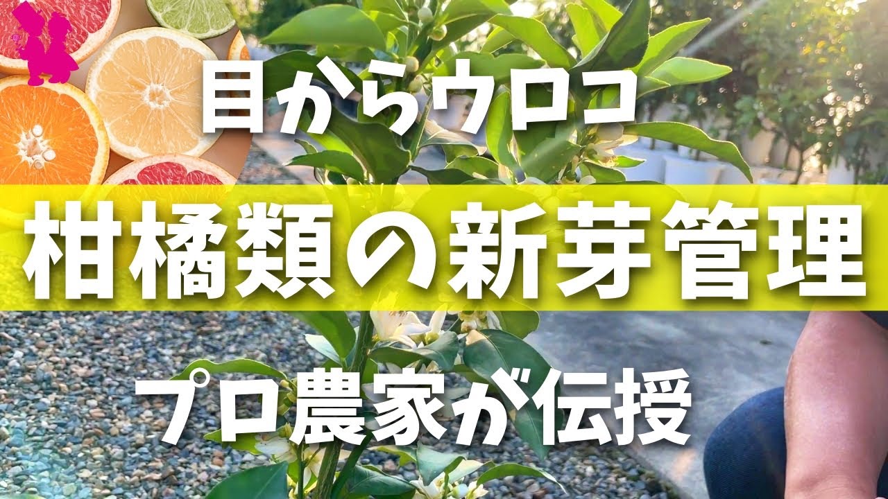 セール! 完熟柚子 トゲ柚子 本柚子 無農薬 すべて無添加 (有)やまに園