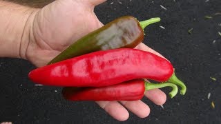 ⟹ Lunca Pepper | Capsicum annuum | Pod Review