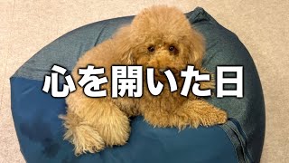 3歳でやっと私に心を開いたトイプードル。 by マロン（漢） 90,963 views 2 months ago 4 minutes, 27 seconds