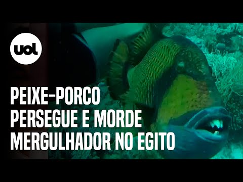 Peixe exótico 'com dentes humanos' morde e persegue mergulhador no Egito