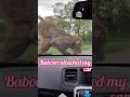 #baboons#animals #ytshorts #trending #wildlife #cute #trending #baboonsattack