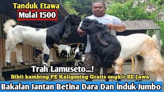 1500...!! GRATIS ONGKIR SE JAWA KAMBING PE KALIGESING Tanduk Etawa Farm#hargakambing#kambingpe