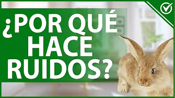 ¿Qué ruidos alegres hacen los conejos?