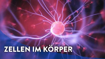 Ist der menschliche Körper ein Organismus?