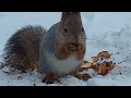 Новогодняя белочка пришла в гости.Всех с Новым годом