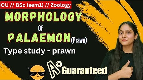 Morphology of prawn // type study of prawn // phylum arthropoda // Bsc zoology // sem 1 // humera