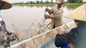 kéo lưới vây bắt cá đồng mùa nước nổi ở miền Tây dính cá nhiều quá giữ #loivlogmientay