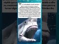 Tubarões fazem algo assustador ao atacar #tubarao #oceano #animais