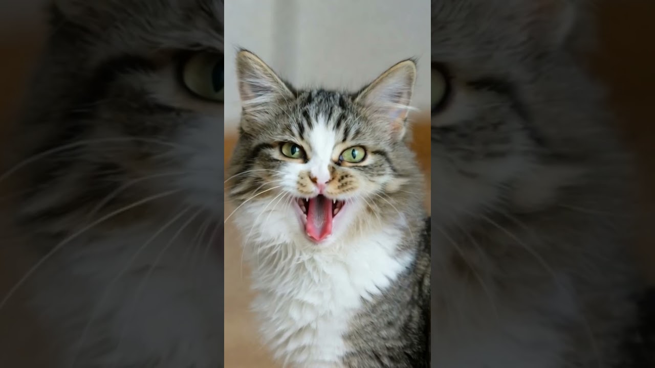 Kitten meowing 😻 | Cat sound | Cat video | Cat | Cat voice | Persian cat 