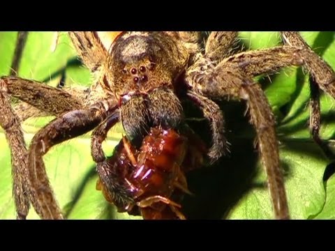 Spiders: Christ, Fucking Spiders - Horrifying Planet - Ep. 5