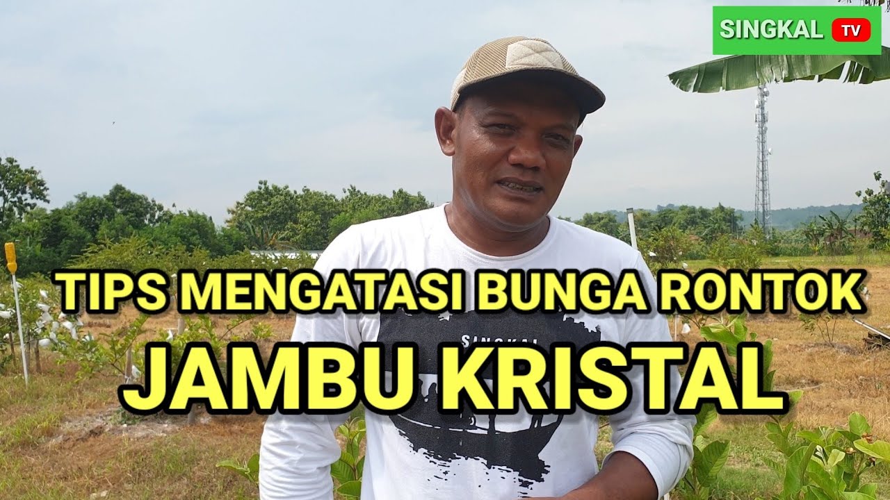 SOLUSI RONTOK BUNGA JAMBU KRISTAL #jambukristal #rontokbungajambukristal #singkalTV