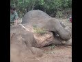 Wildlife officials capture a huge elephant | 野生動物保護当局が巨大ゾウを捕獲 | Wildlife | Animals #shorts