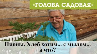 Голова садовая - Пионы. Хлеб хотим... с мылом...а что?