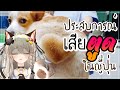 ประสบการณ์ในญี่ปุ่น [สยามเนโกะ] [NEKO-Talk🐈]
