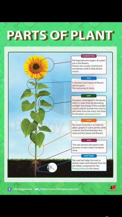 parts-of-plant-comment-which-part-of-plant-is-eatable-topic