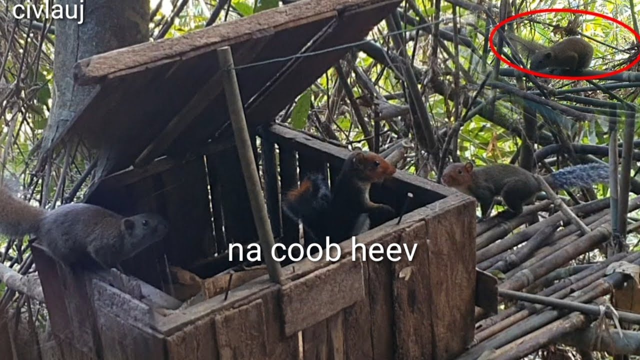 cuab Na noj qos nas coob heev 2/1/2026