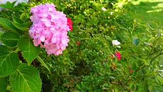 Hydrangeas Propagation Care