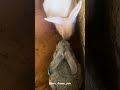 Welcome bunny’s 🐇 #trending #pets #viral #vairalvideo #vairal #bunny #rabbit #muyal #love #rabbits