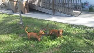 Mini Doxies,  We Play With Dobermannn, I Walk My Brother, We Play, I Walk Myself by Love Wags A Tail 347 views 4 months ago 4 minutes, 44 seconds