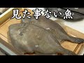 マジで謎すぎる魚が売ってたので買ってたべてみたら・・・