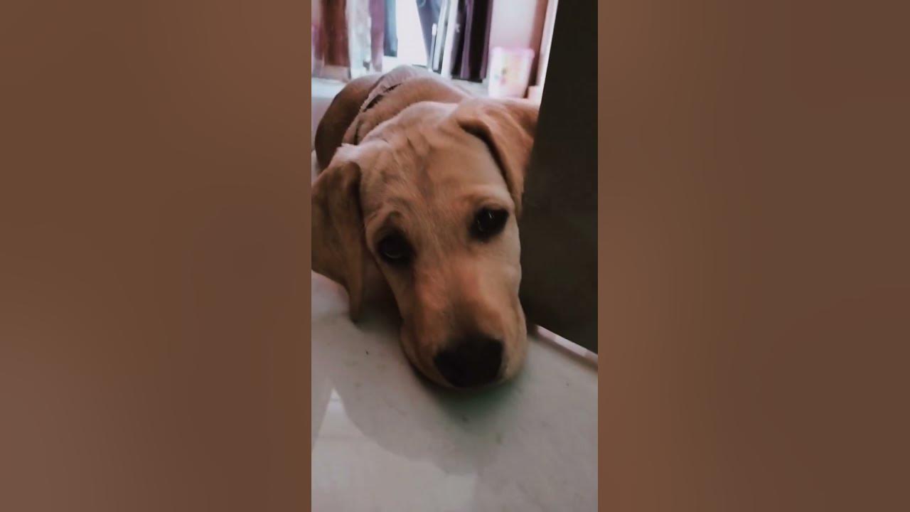 eat-sleep-cuddle-repeat-labrador-doglover-tuckerbudzynshorts