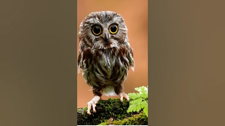 Dangerous owl sound#subscribe #shorts