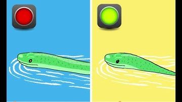 Rắn nước có độc hay không ? Cách phân biệt rắn độc và rắn lành.