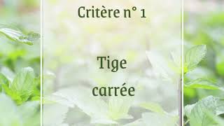 Reconnaître les Lamiaceae