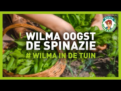 Video: Spinazie om in de zomer te groeien - Hittetolerante spinaziesoorten