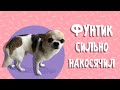 Чихуахуа Фунтик сильно НАКОСЯЧИЛ!!! (Chihuahua Funtik is very guilty)
