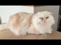 ツンデレだった猫が病気になってから甘えん坊になりました