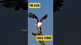 Fish Eagle Attack – The Perfect Catch - Predator Moments #125