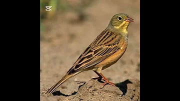 صوت الدخن او درسة الشعير للصيد Birds Wildlife Birdsounds Animals 