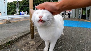 今日は大人しい渡船場の怒りん坊の白猫