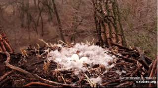 Decorah Goose Cam 3-31-23, 8:20 am A little competition on the goose nest this morning, all is well