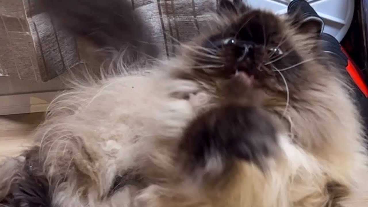 ヒマラヤン猫の大変な休日…【ヒマラヤン】 - YouTube