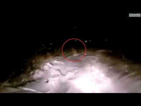 Video: Yeti Soek Weer In Kuzbass