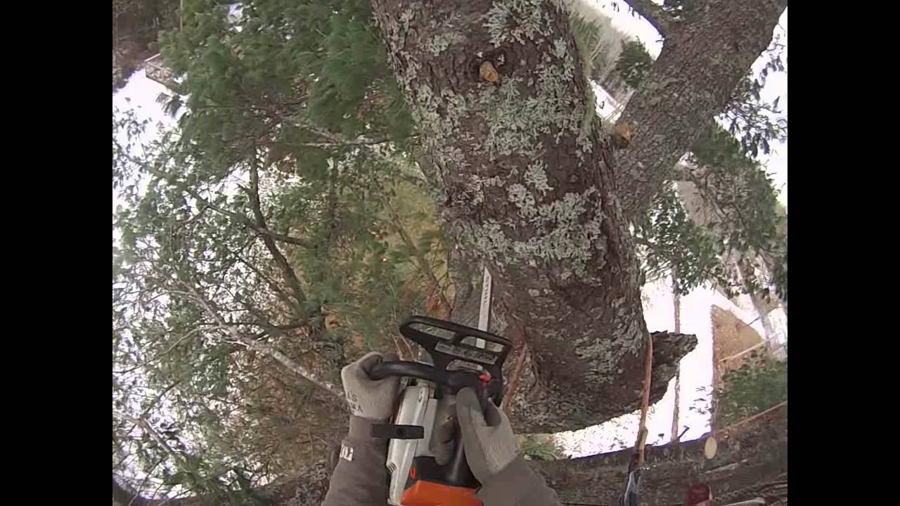 Acer Urban Forestry white pine removal - YouTube