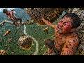 Wild Honey Hunting on a Dangerous Tree… We Cut the Hive Mid-Air to Survive