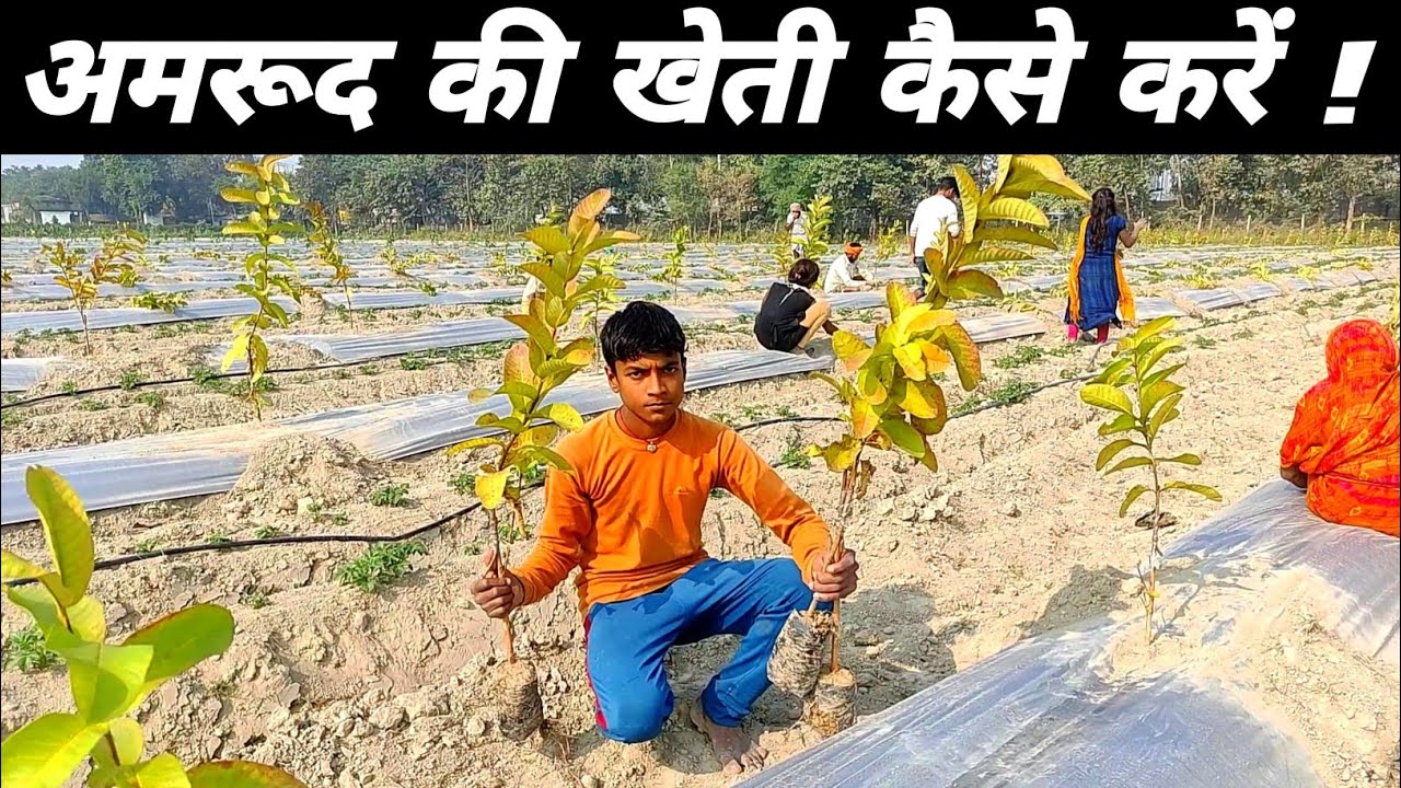 अमरूद का बाग कैसे लगाएं | amrud ka bag kaise lagaen | vnr guava farming 