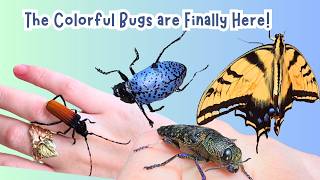 Colorful Bugs Arizona Insect Emerging