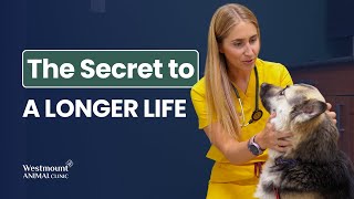 The Secret to a Longer, Healthier Life for Your Pet | Preventive Vet Care Explained