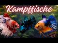 Kampffisch Ausstellung | Was fürs Auge#kampffisch #aquaristik