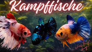 Kampffisch Ausstellung Was Fürs Auge