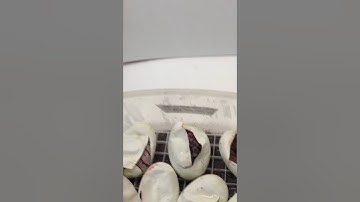 Ball Python Egg Cutting Clutch #3