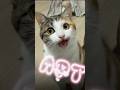 歌う うみちゃん⁡#愛猫 #元保護猫 #歌う猫 #apt