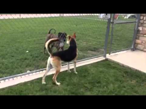 upload image Clifford - 2.5yr shep mix - male