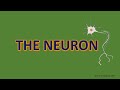 Understanding Neurons and Neuroanatomy