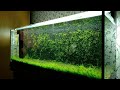 Задний фон аквариума из мха/Moss aquarium background