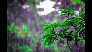 موسیقی بیکلام با صدای باران و تصاویر طبیعت برای مدیتیشن ، مراقبه ، خواب عمیق ، مطالعه|Relaxing Music